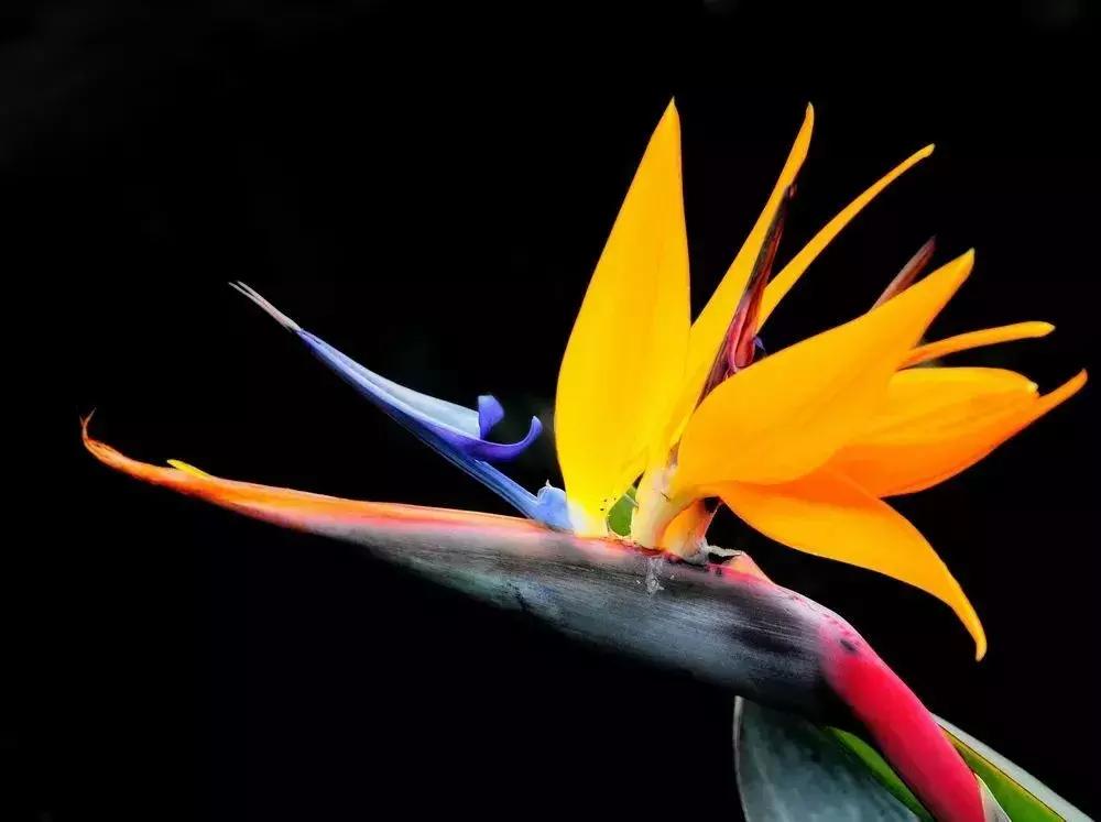 50种鲜切花花语大全,一定有你不知道的,赶紧收藏吧!