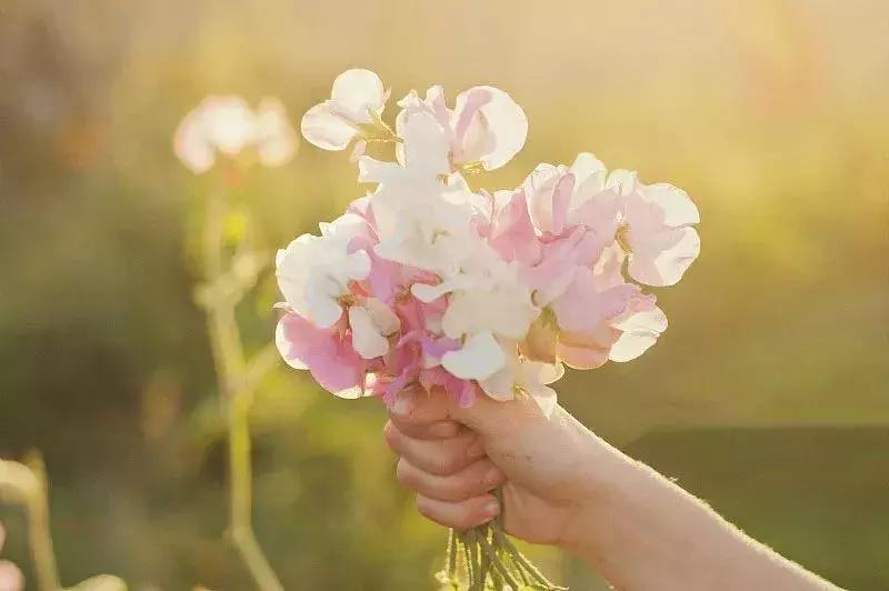 50种鲜切花花语大全,一定有你不知道的,赶紧收藏吧!
