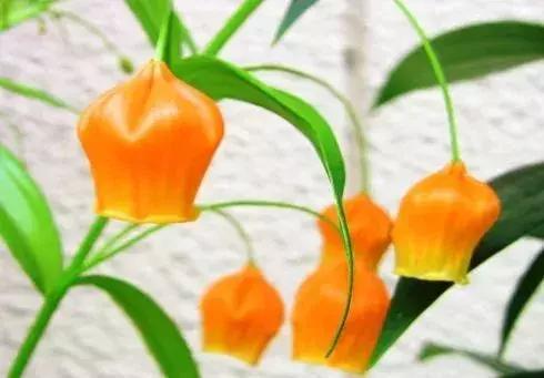 50种鲜切花花语大全,一定有你不知道的,赶紧收藏吧!