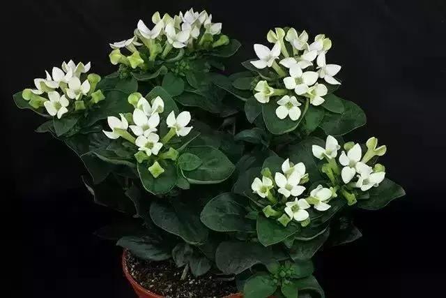 50种鲜切花花语大全,一定有你不知道的,赶紧收藏吧!