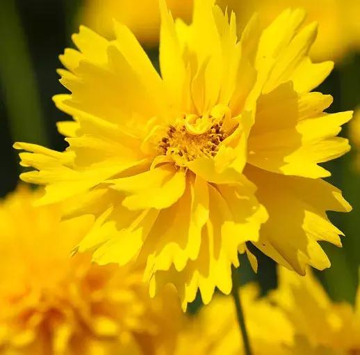 50种鲜切花花语大全,一定有你不知道的,赶紧收藏吧!