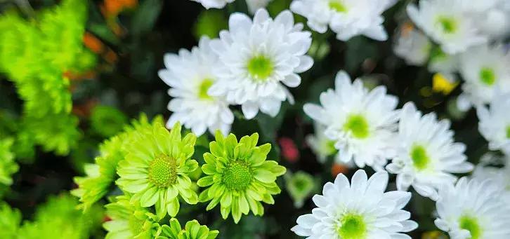 50种鲜切花花语大全,一定有你不知道的,赶紧收藏吧!