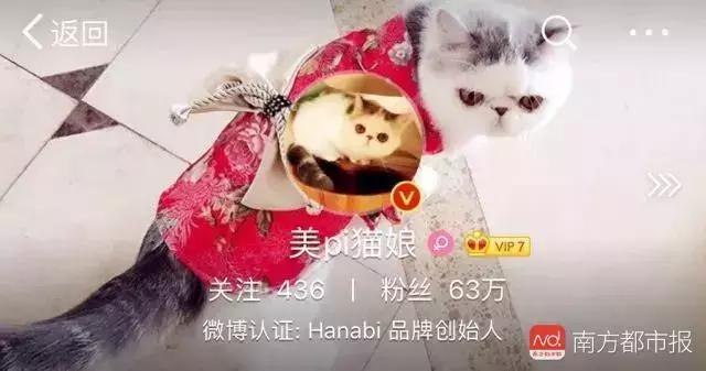 警方确认网红猫娘已落网,网红猫娘打假事件