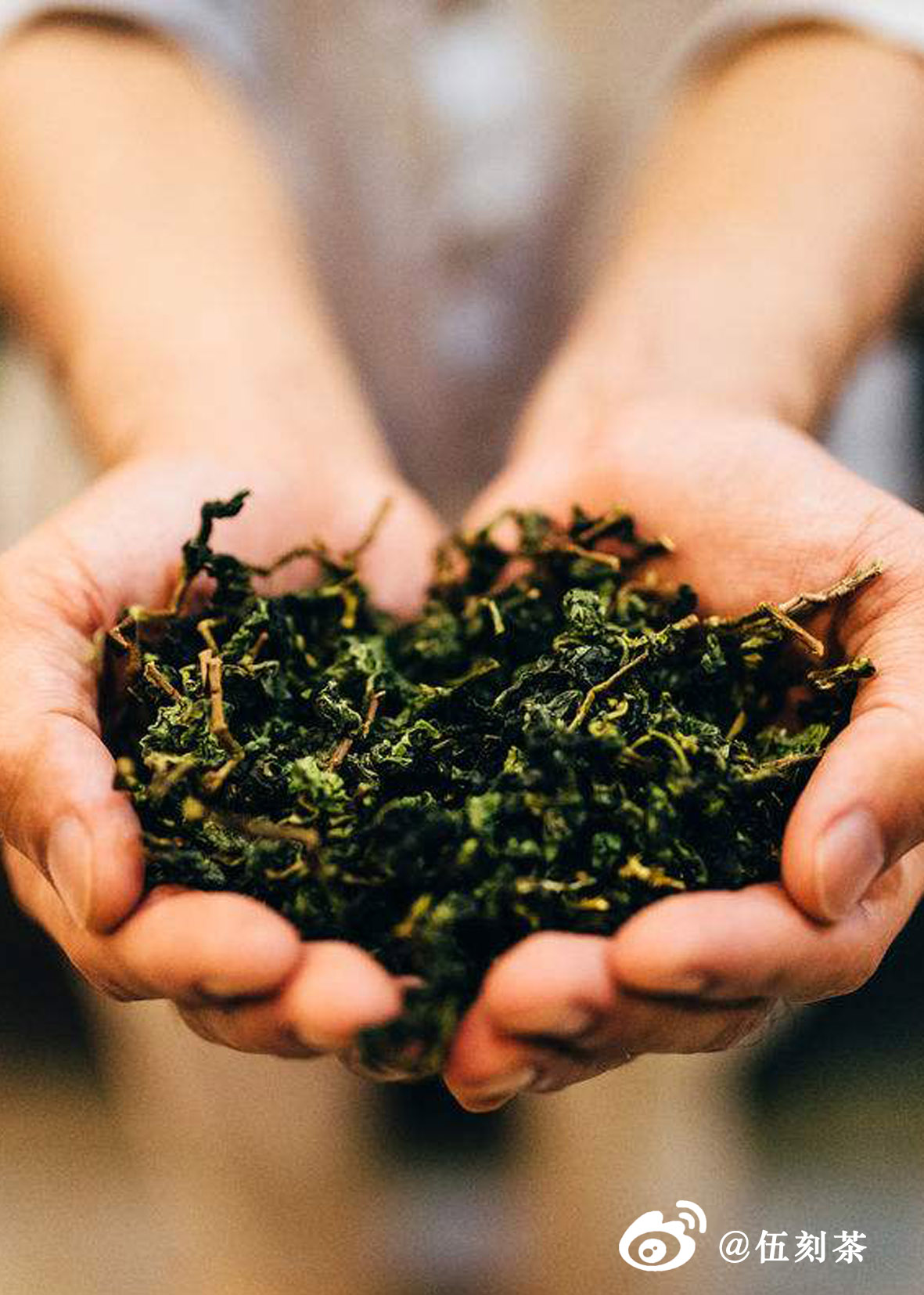 伍刻茶馆红茶,伍刻茶馆白茶冲泡