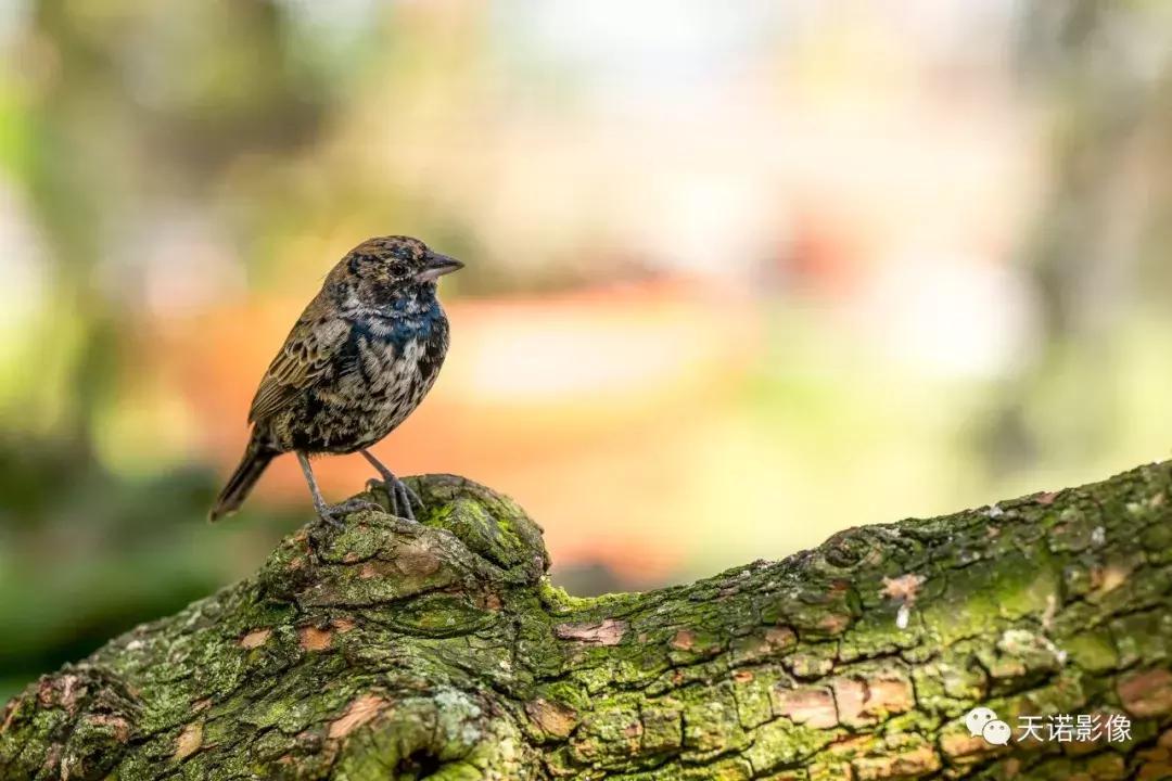 徕卡90280长焦镜头,徕卡sl902