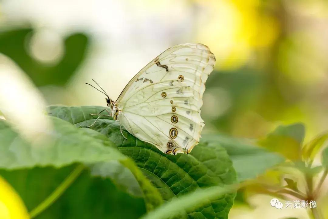 徕卡90280长焦镜头,徕卡sl902
