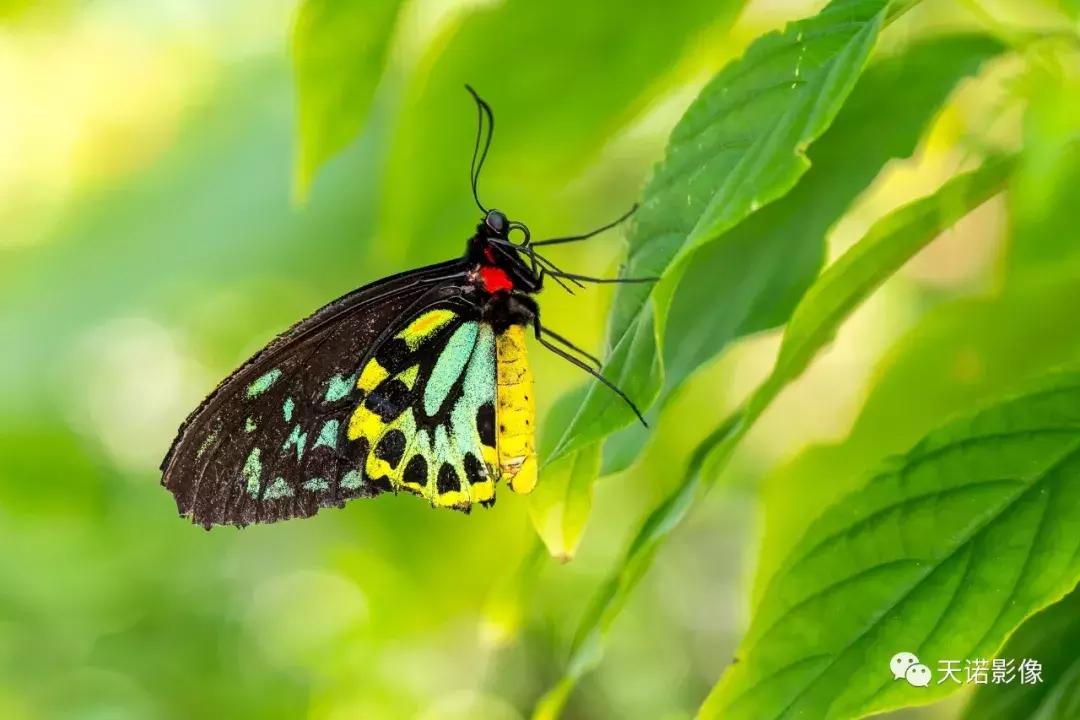 徕卡90280长焦镜头,徕卡sl902