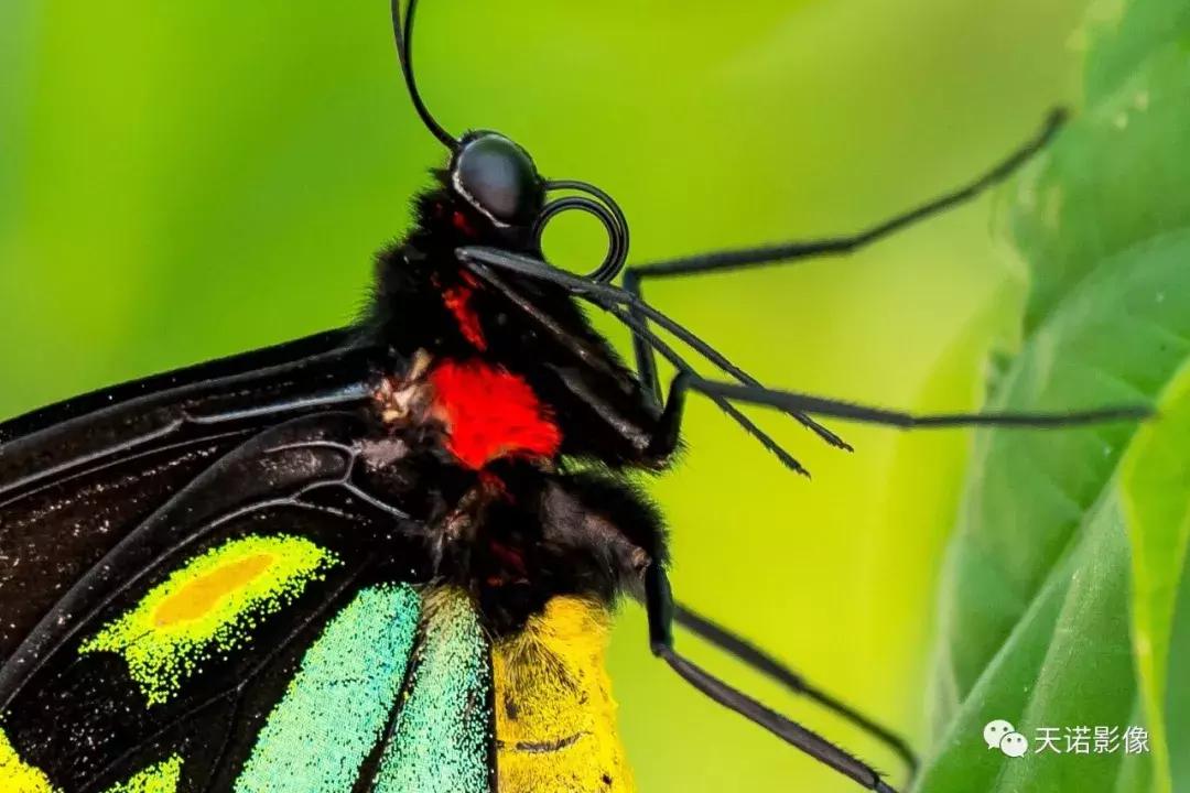 徕卡90280长焦镜头,徕卡sl902