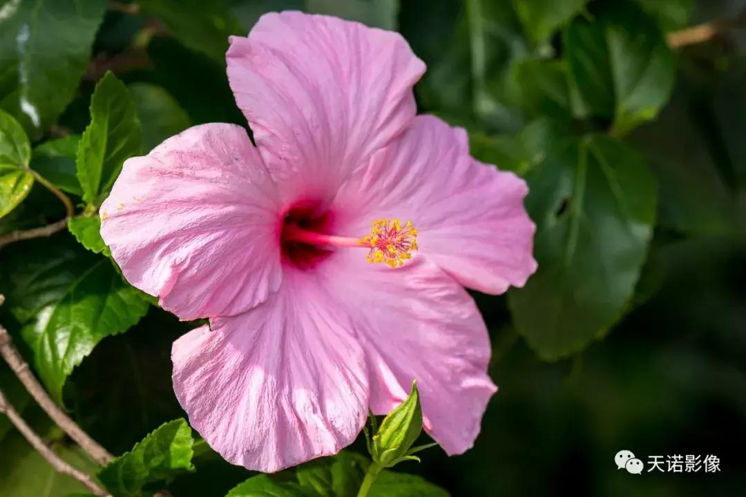 徕卡90280长焦镜头,徕卡sl902