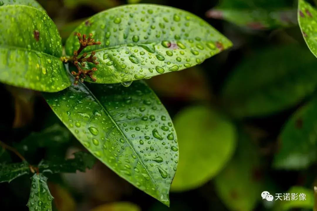 徕卡90280长焦镜头,徕卡sl902