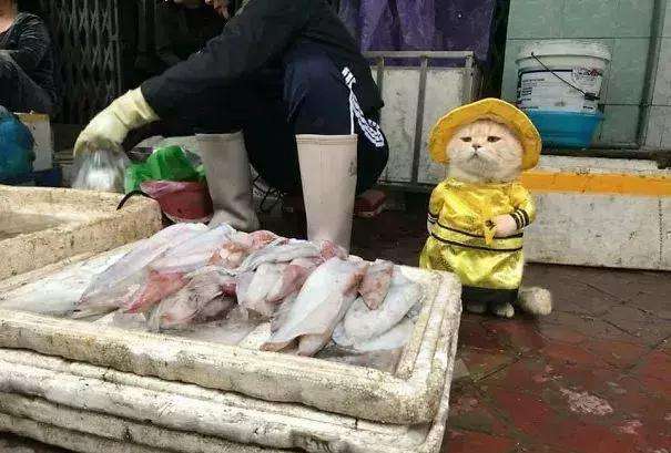 方言闹出的笑话：兔子们，虾米们，咸菜太贵，不要酱瓜，要猪蹄