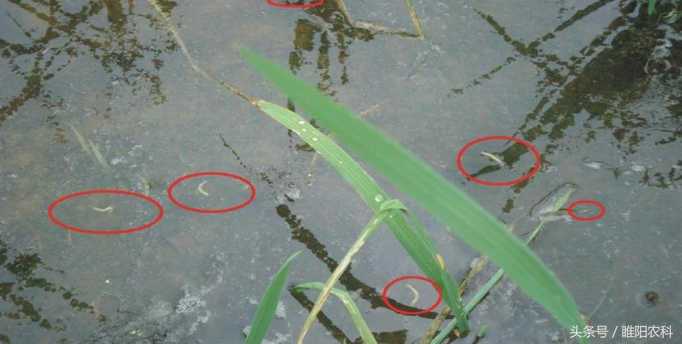 杀虫效果最好最持久的药,杀虫彻底持效久见效快