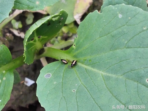 杀虫效果最好最持久的药,杀虫彻底持效久见效快