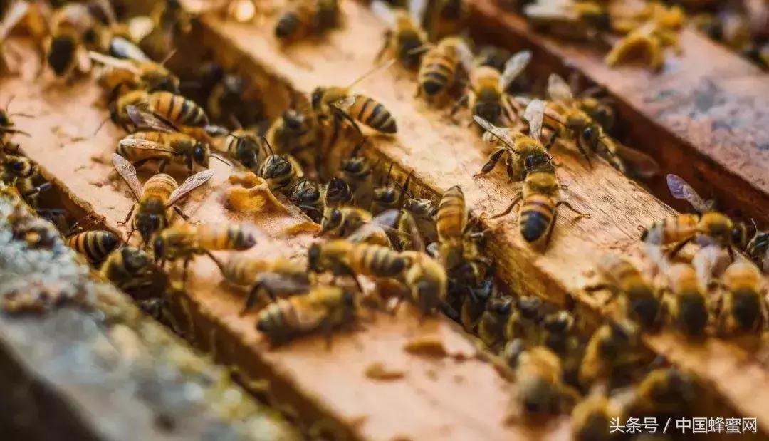 如何快速售出蜂蜜？来看看这招，打开致富新思路