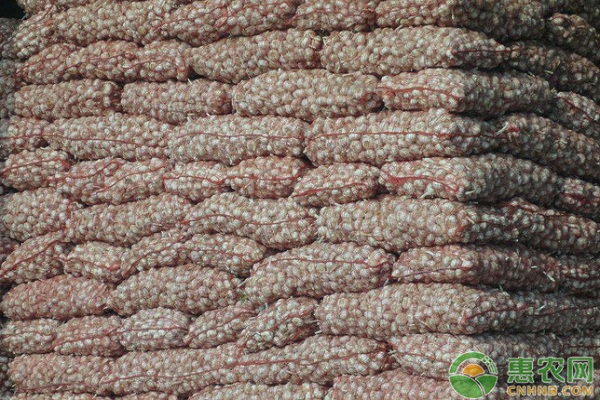 大蒜收购价多少钱一斤?今日全国大蒜价格最新行情