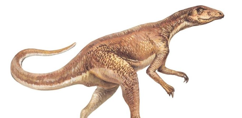 恐龙确实遍布世界各地由何而来,肉食性恐龙一般生活在哪个时代