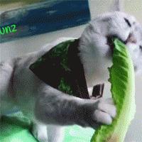 减肥期间口臭是怎么回事,减肥有口臭怎么办