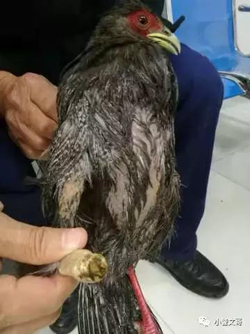 普通野鸡会犯法么,把野鸡弄死会坐牢吗