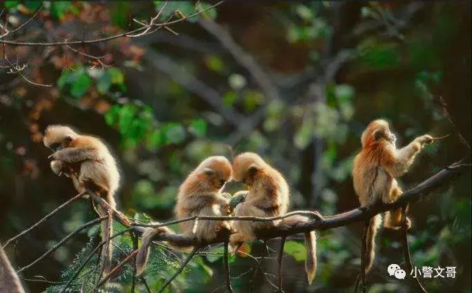 普通野鸡会犯法么,把野鸡弄死会坐牢吗