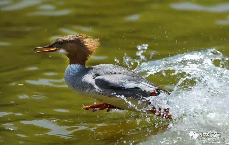 普通野鸡会犯法么,把野鸡弄死会坐牢吗