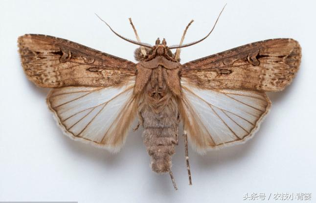 草莓虫害地老虎怎么处理,地下害虫地老虎用什么药可以治