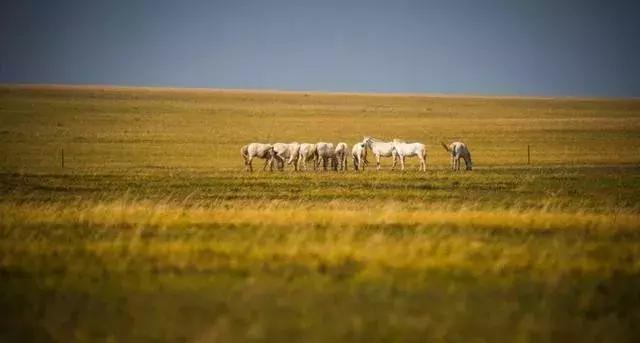 蒙古白马寓意什么,蒙古白马背景