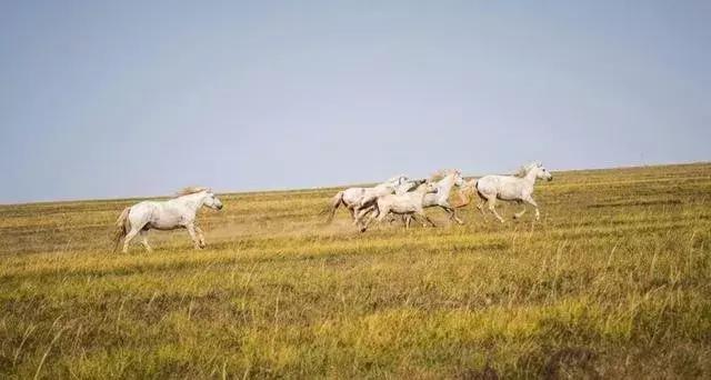 蒙古白马寓意什么,蒙古白马背景