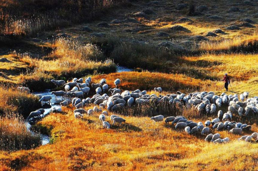 蒙古白马寓意什么,蒙古白马背景