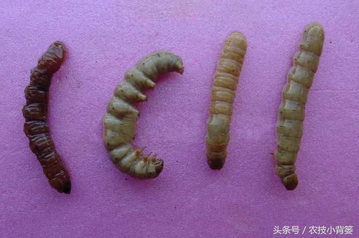 草莓虫害地老虎怎么处理,地下害虫地老虎用什么药可以治