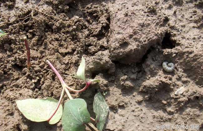 草莓虫害地老虎怎么处理,地下害虫地老虎用什么药可以治