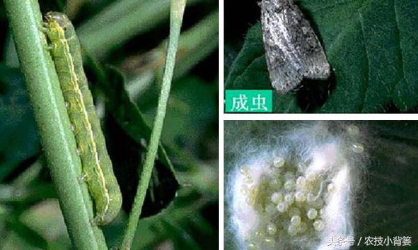 草莓虫害地老虎怎么处理,地下害虫地老虎用什么药可以治