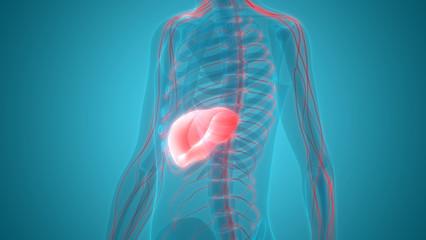 息肉、囊肿是癌吗?是否需要切除?这份指南教你正确应对!