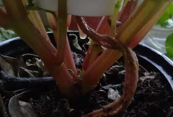 自制简单自动浇水装置,小学生都会做,休假就放心去浪吧!