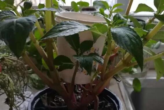 自制简单自动浇水装置,小学生都会做,休假就放心去浪吧!