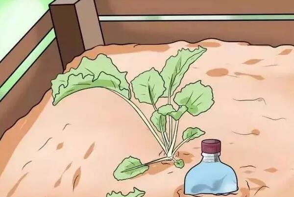 自制简单自动浇水装置,小学生都会做,休假就放心去浪吧!