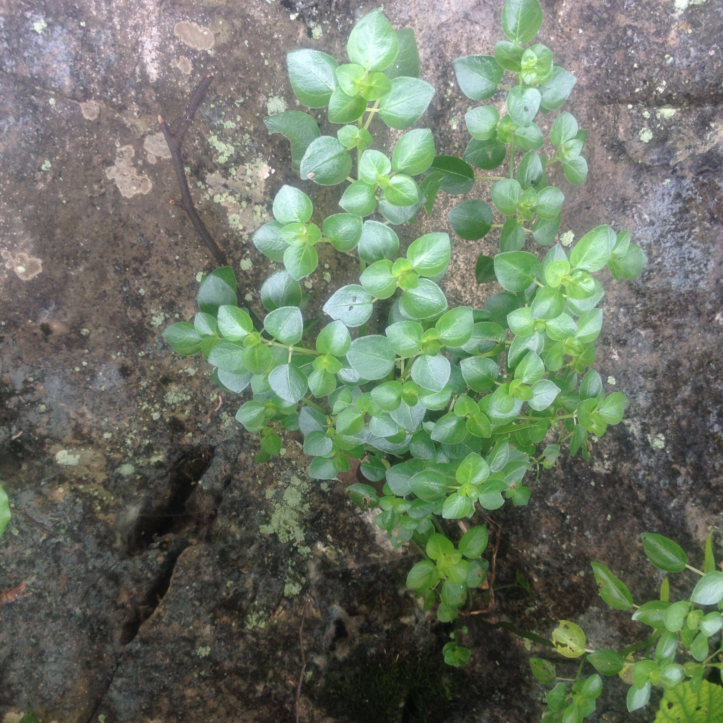 石油菜中药别名,野生石油菜图片及功效