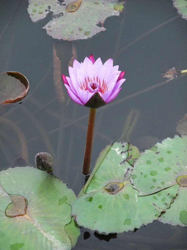 穷驴500块囧囧游香港（详细攻略带图）