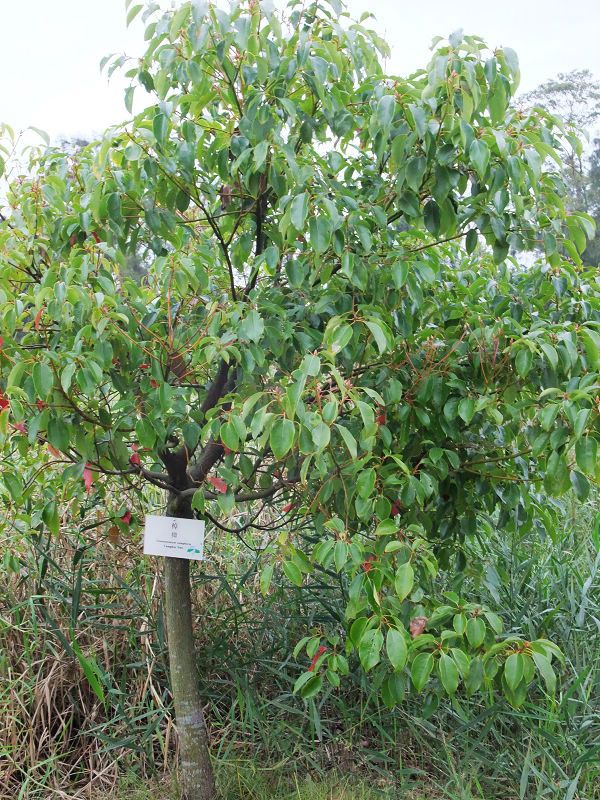 穷驴500块囧囧游香港（详细攻略带图）