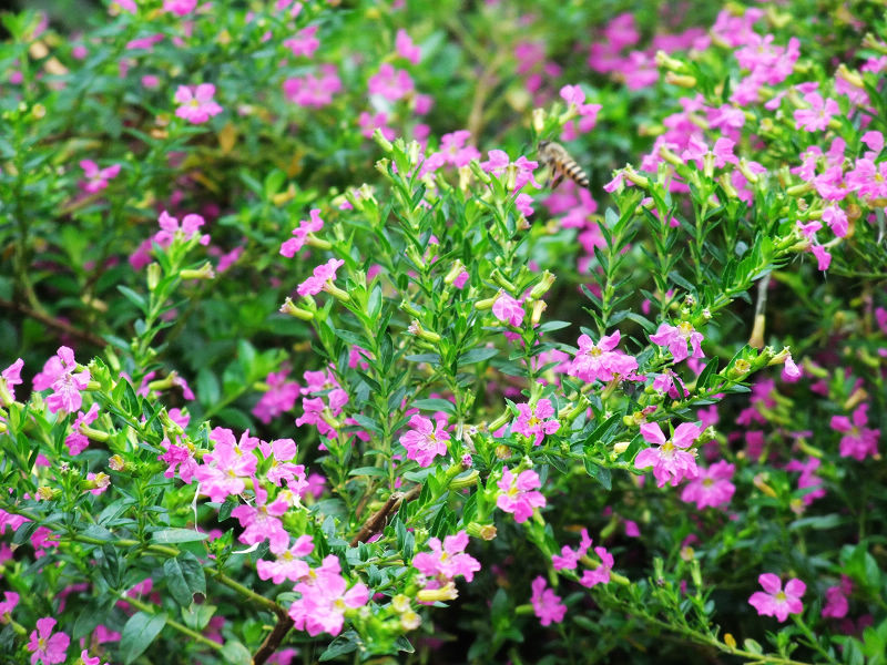 穷驴500块囧囧游香港（详细攻略带图）