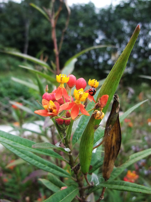 穷驴500块囧囧游香港（详细攻略带图）