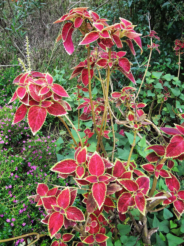 穷驴500块囧囧游香港（详细攻略带图）