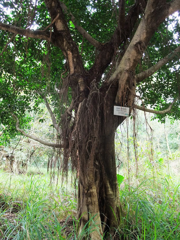 穷驴500块囧囧游香港（详细攻略带图）