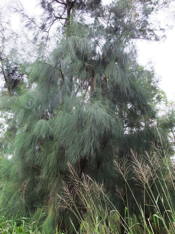 穷驴500块囧囧游香港（详细攻略带图）