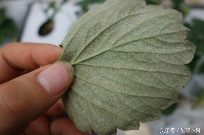 抗性红蜘蛛用药,专治红蜘蛛特效药