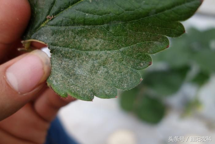 抗性红蜘蛛用药,专治红蜘蛛特效药