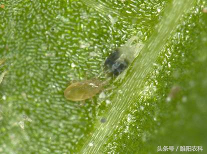 抗性红蜘蛛用药,专治红蜘蛛特效药