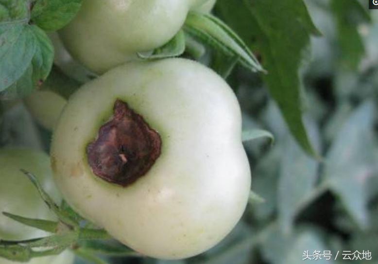 番茄烂心怎么治疗,番茄烂肚脐怎么治疗