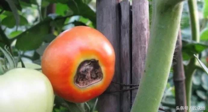 番茄烂心怎么治疗,番茄烂肚脐怎么治疗