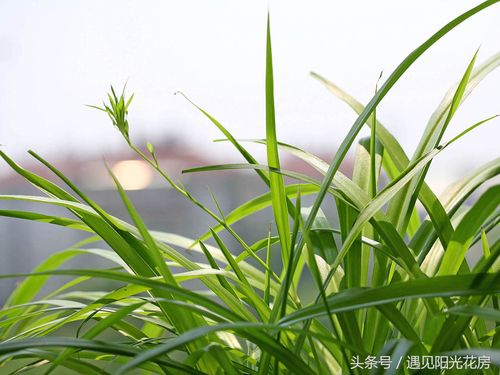 土培吊兰枯黄怎么办,吊兰土板结了怎么补救