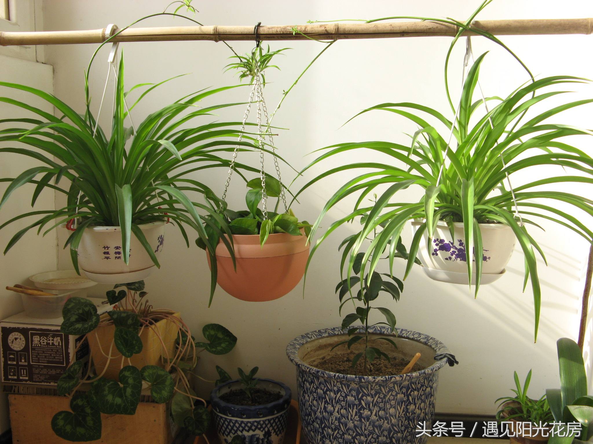 土培吊兰枯黄怎么办,吊兰土板结了怎么补救